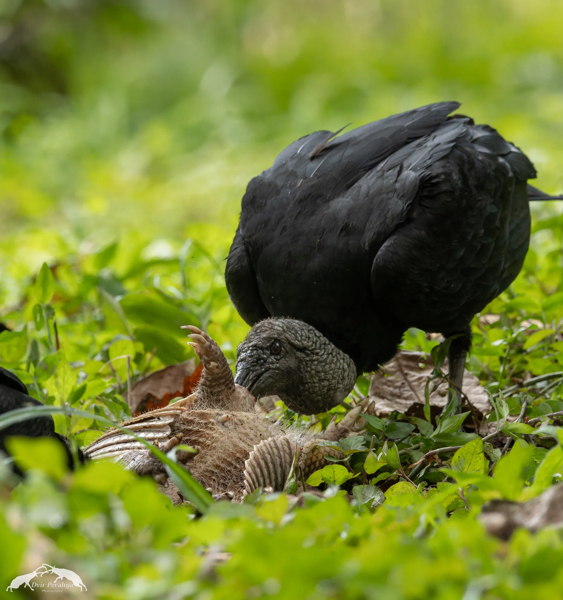 Black Vulture eating Armadillo, Arenal